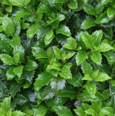 Welche Hecke soll ich pflanzen? So wählen Sie die richtige Heckenpflanze