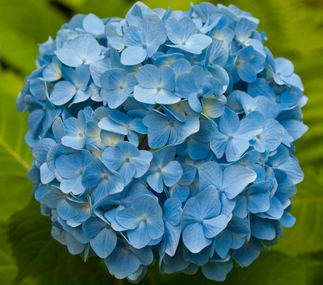Die 3 schönsten blau blühenden Sträucher