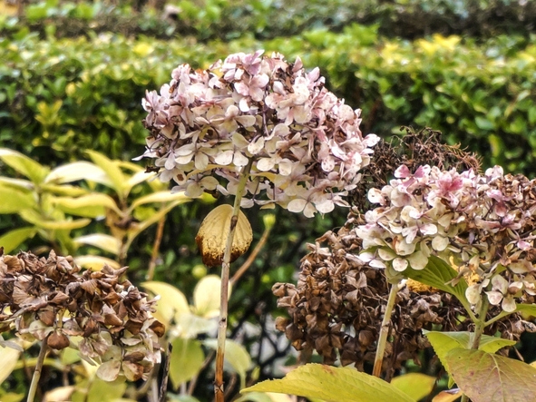 Wann sollte man braune Blüten von Hortensien abschneiden?