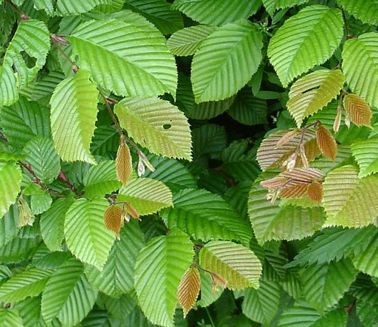 Buchenhecke pflanzen