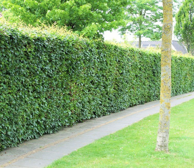 wann buchenhecke schneiden