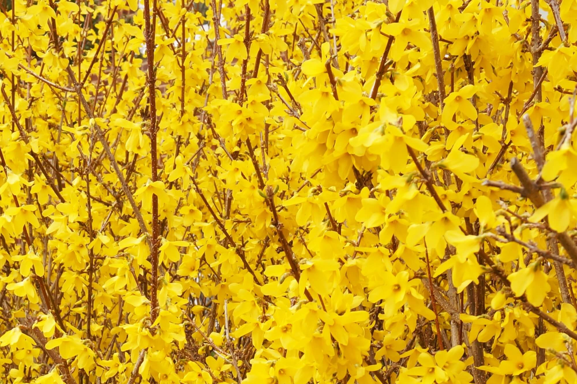 Wann sollten Sie eine Forsythie pflanzen?