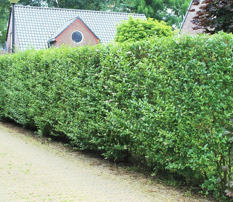 schnellwachsende immergrune hecke