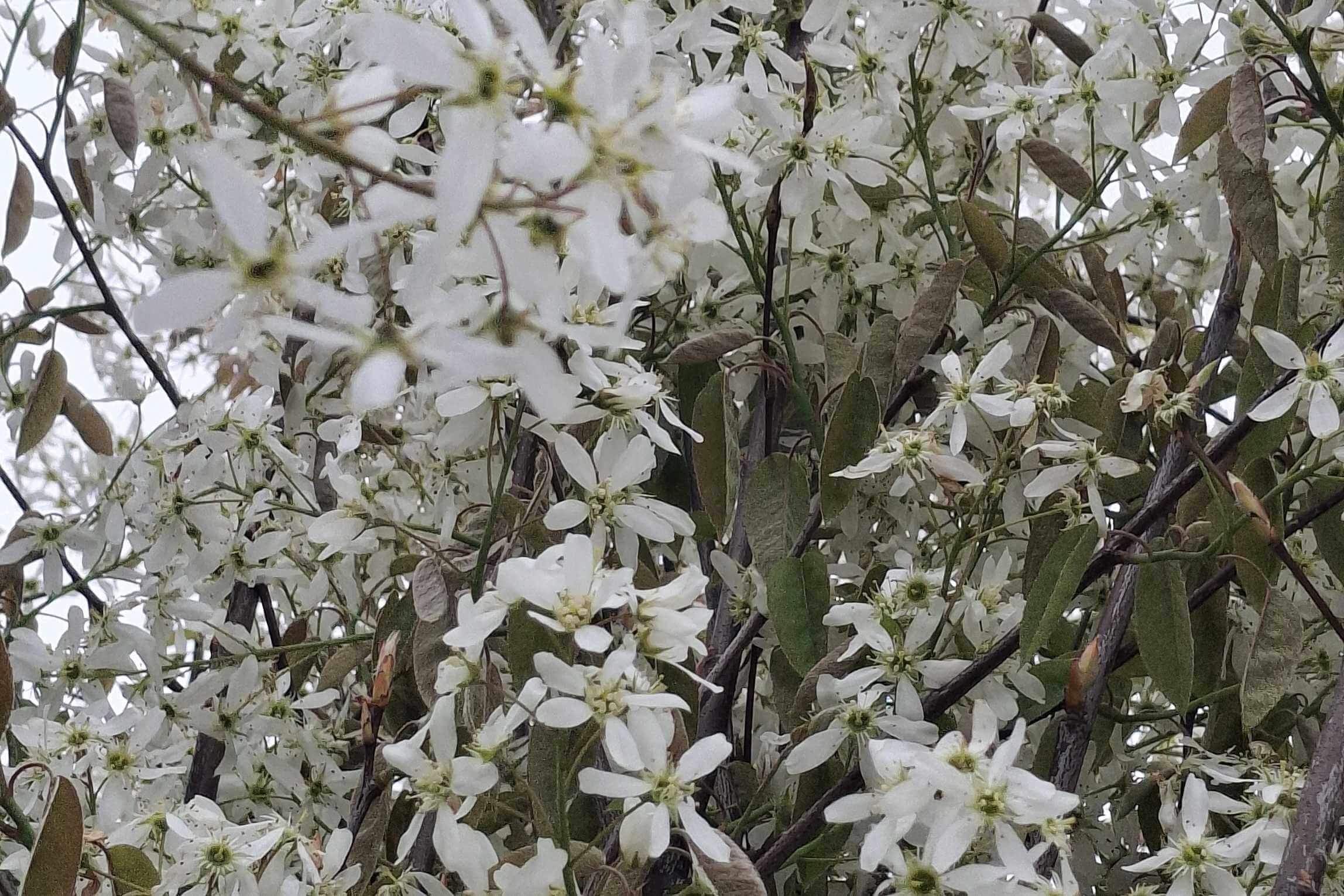Kupfer-Felsenbirne Früchte