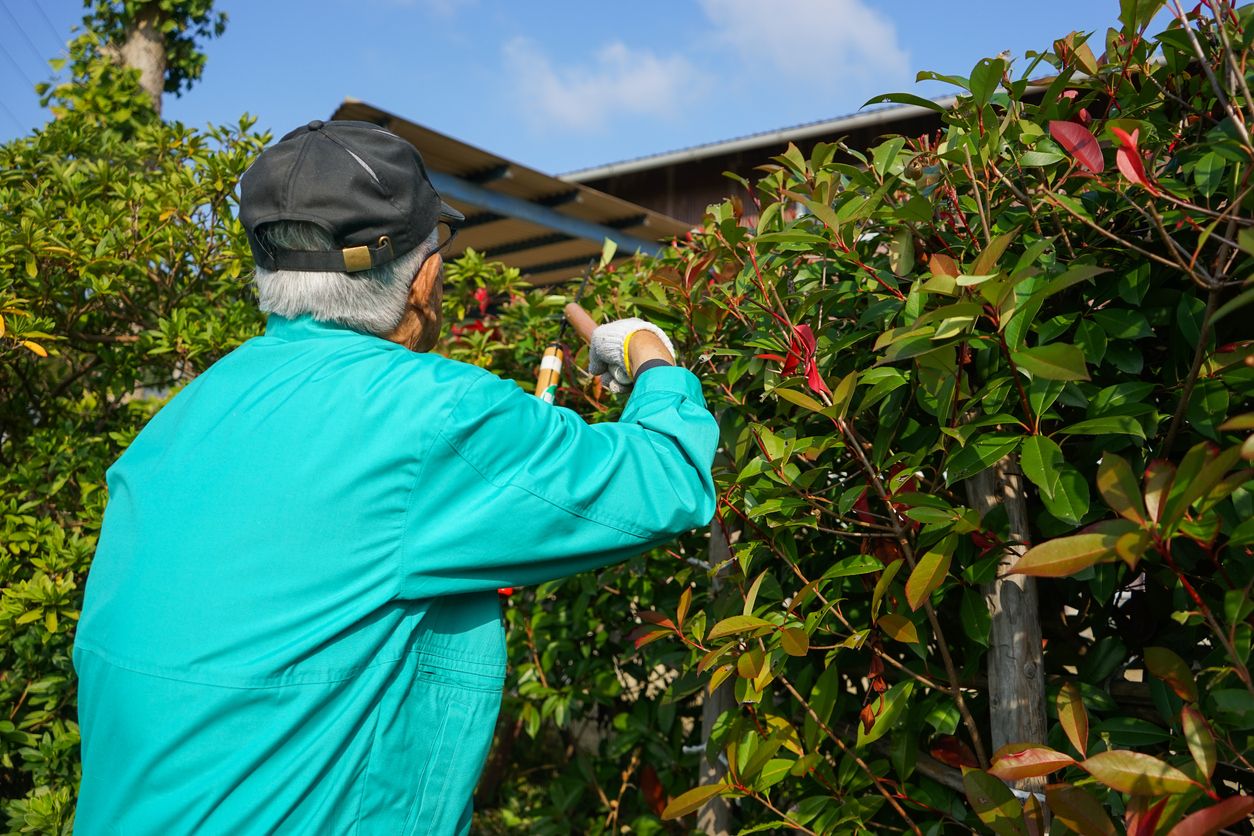 Glanzmispel schneiden