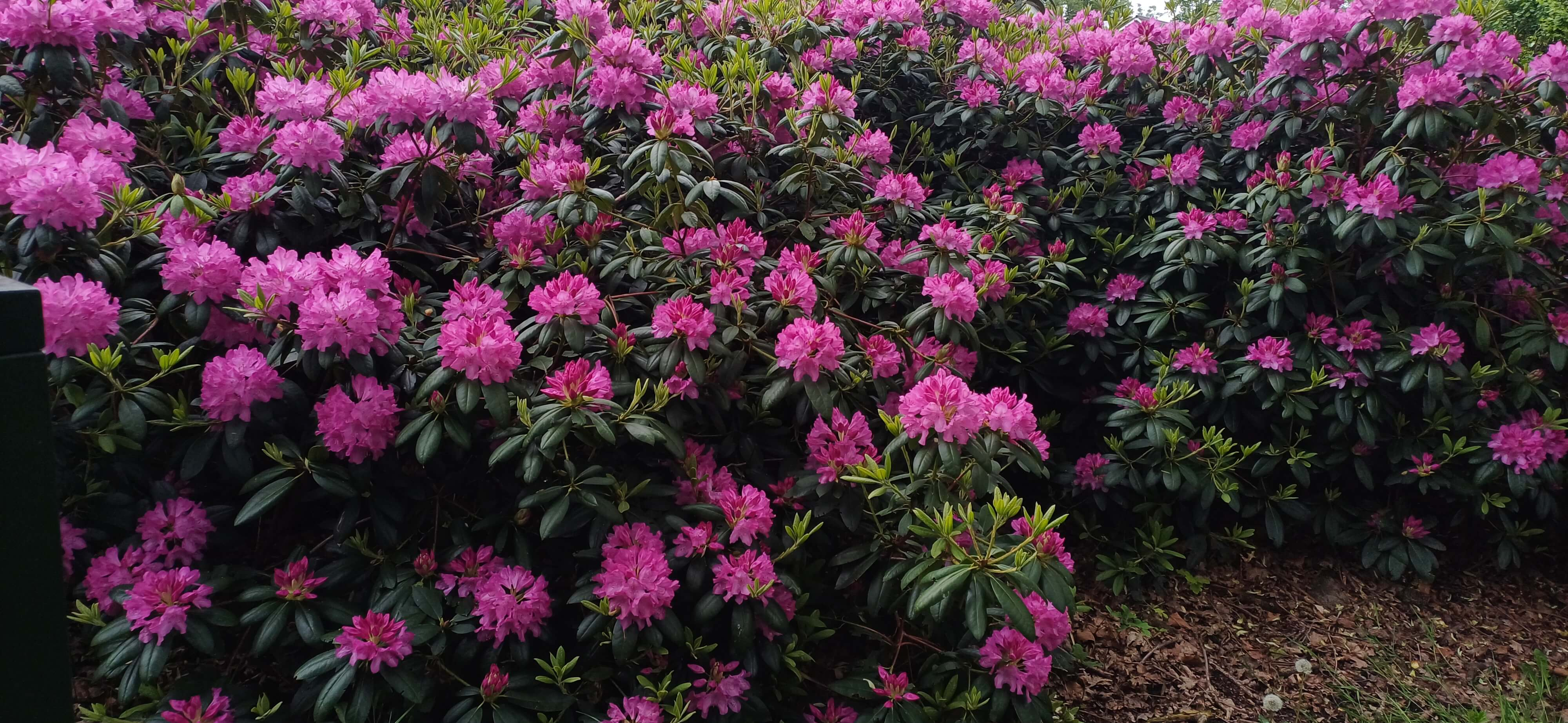 Rot blühende, winterharte Hecken in Ihrem Garten