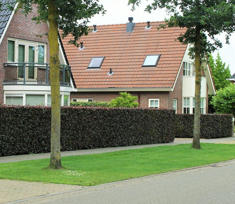 So sieht eine Buchenhecke aus, wenn Sie sie richtig düngen