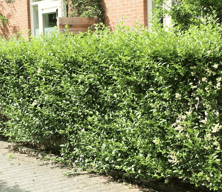 Eine vernachlässigte Ligusterhecke schneiden – Tipps vom Gärtner