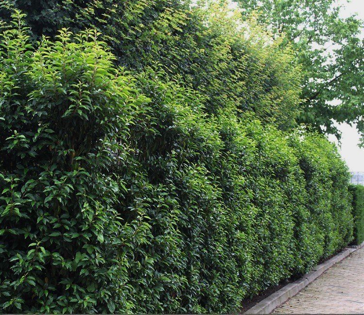 3 hohe, blühende Sträucher für eine wunderschöne Hecke