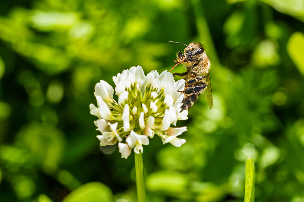 insektenfreundliche straeucher und hecken