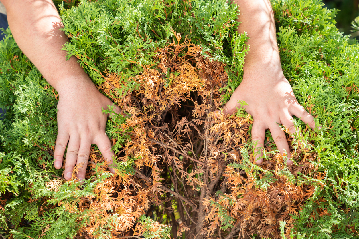 Warum wird meine Konifere braun?