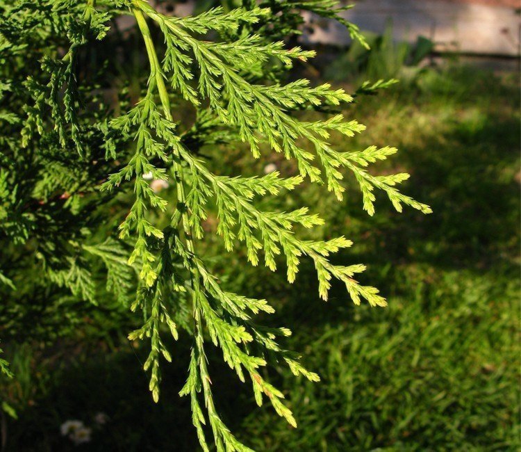 Thuja Pflanzabstand – Wie viele Thujen pro Meter pflanzen?