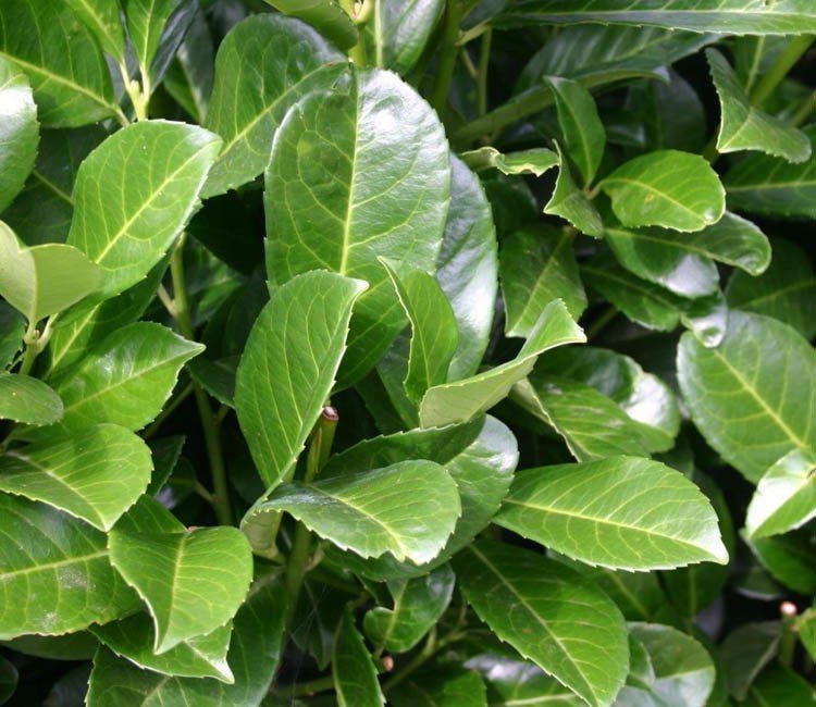 Tipps, wie Sie einen Kirschlorbeer richtig gießen