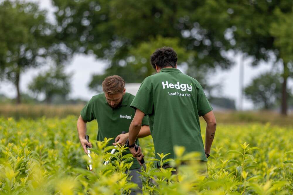Gartnerei Mitarbeiter Versorgen Heckenpflanzen Auf Dem Feld