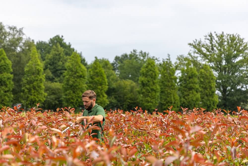 Hecken_In_Einer_Gartnerei_Werden_Geschnitten