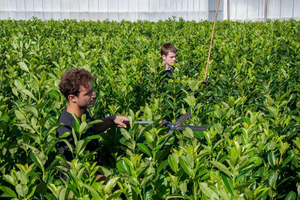 In Der Gartnerei Die Heckenpflanzen Pflegen
