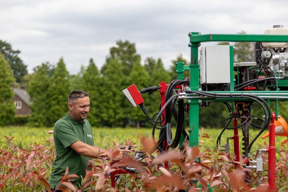 Koniferen & Zypressen
