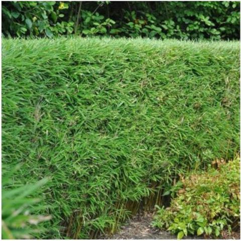 Muriel-Bambus 'Jumbo'