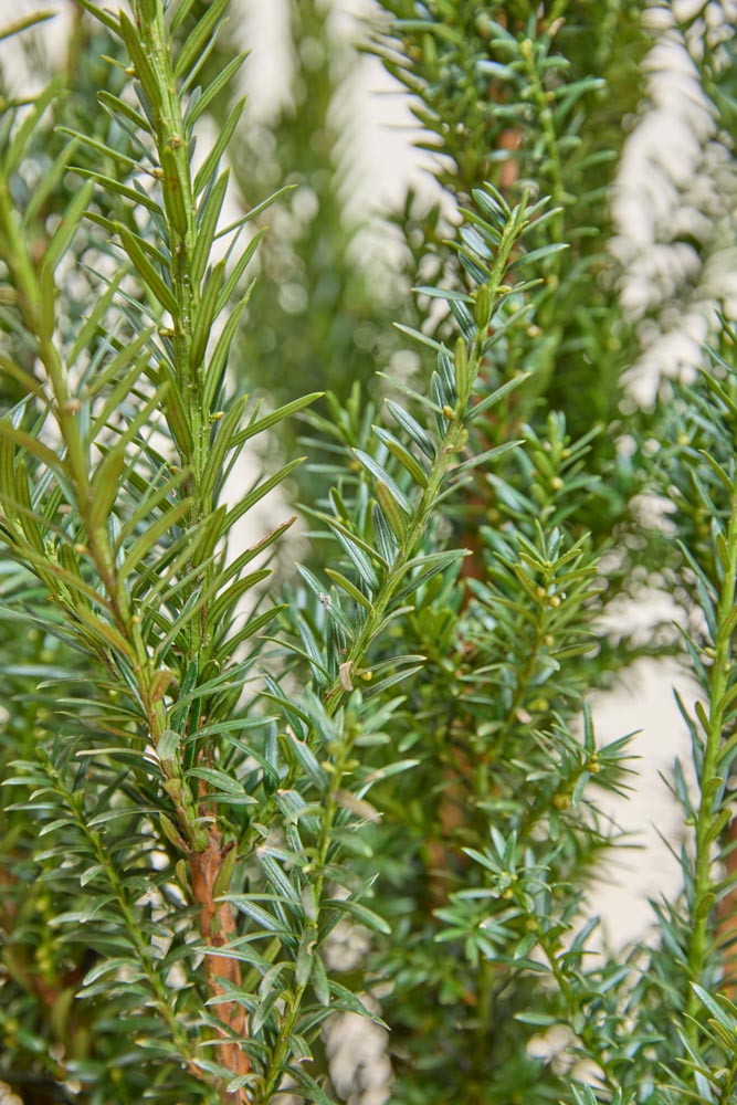 Becher-Eibe-Hillii-ALG INZ