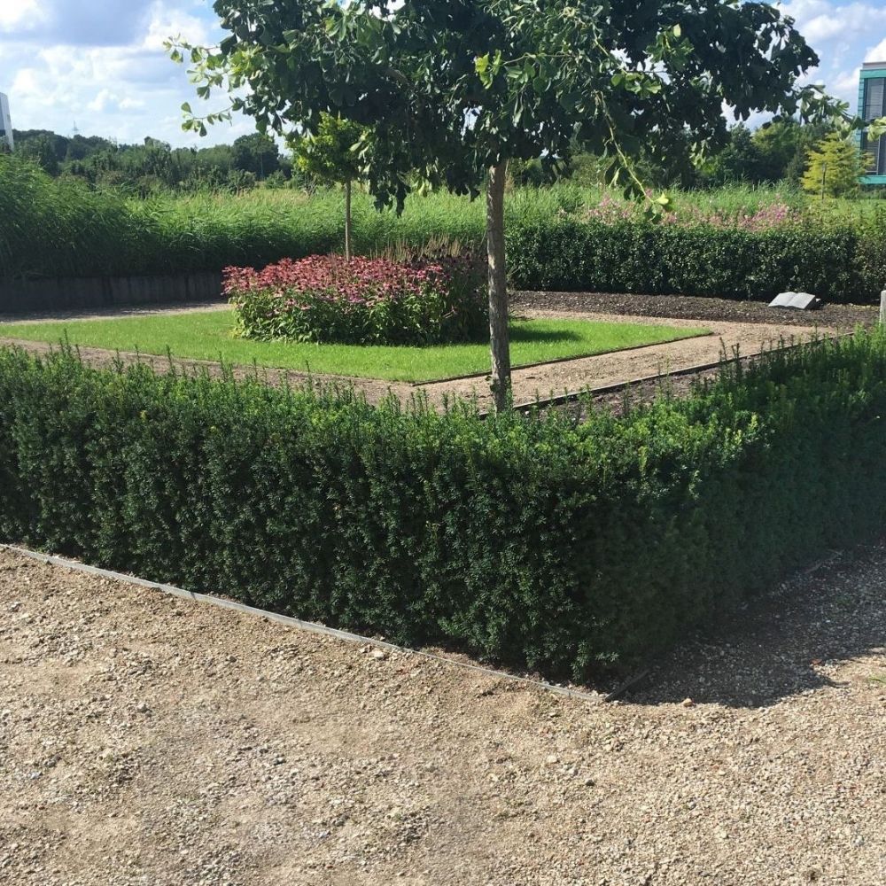 Becher-Eibe 'Hillii' Wurzelballen 125-150 cm - Hedgy Heckenpflanzen