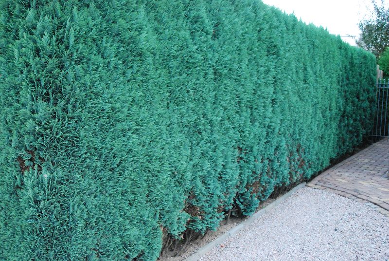 Blaue Scheinzypresse