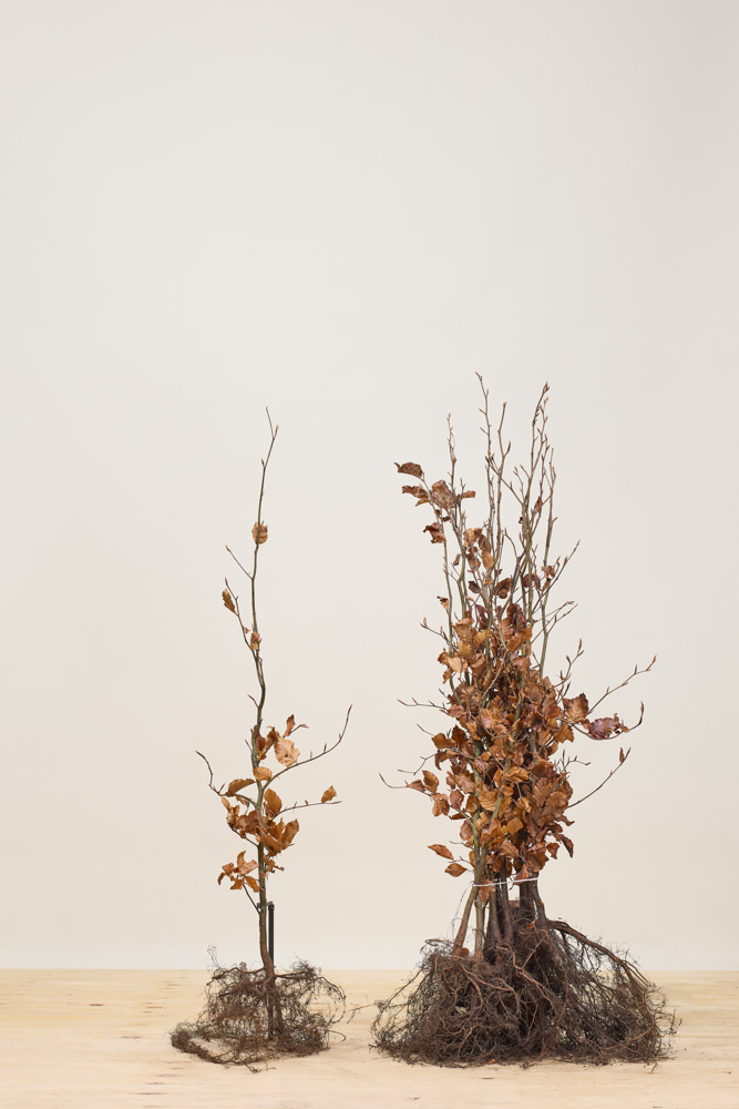 Blutbuche Wurzelware 100-125 cm Wurzelware