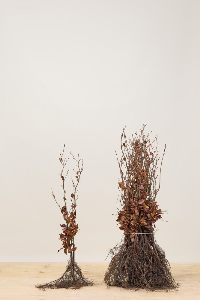 Blutbuche Wurzelware 60-80 cm Wurzelware