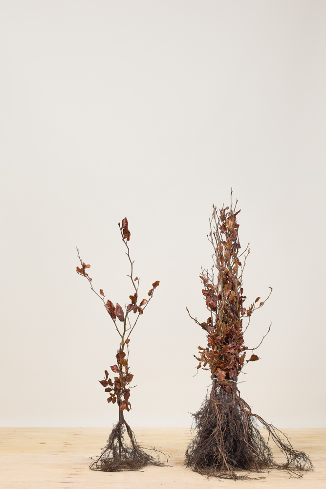 Blutbuche Wurzelware 80-100 cm Wurzelware