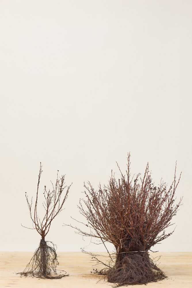 Deutzia-Gracilis-Wurzelware-20-40