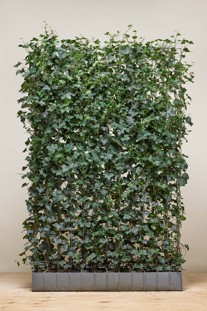 Efeu Fertighecke 200 cm Fertighecke