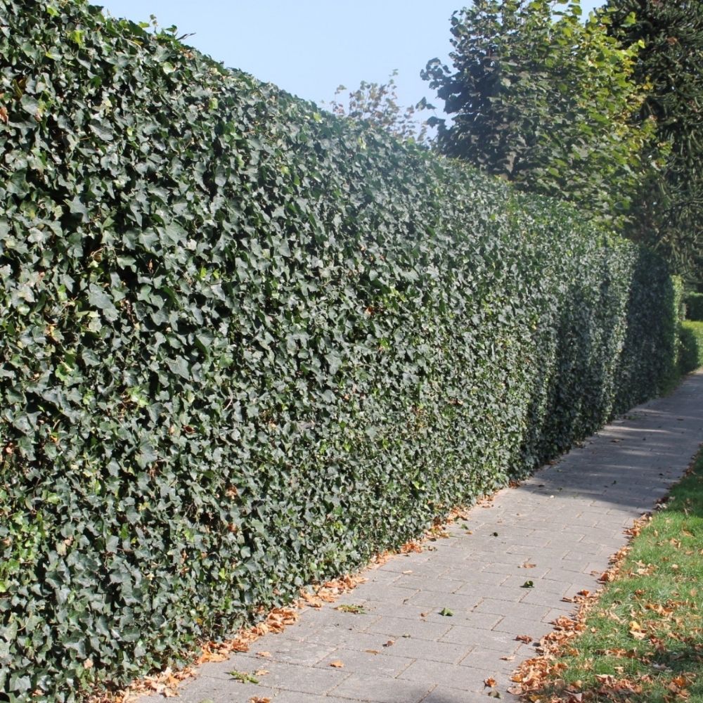 blühender elefantenfuß XXL Elefantenfuß Nolina kaufen – Green Me Up main image 1