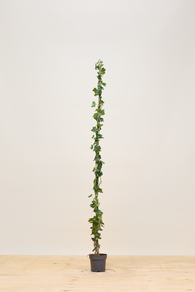 Efeu Topf 150-175 cm Topf