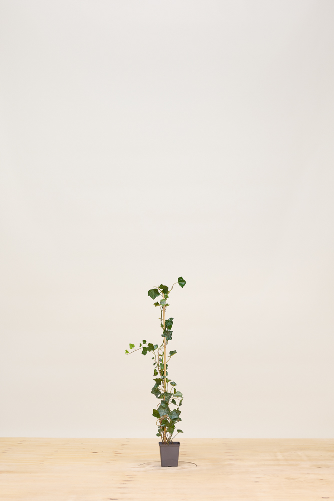 Efeu Topf 80-100 cm Topf