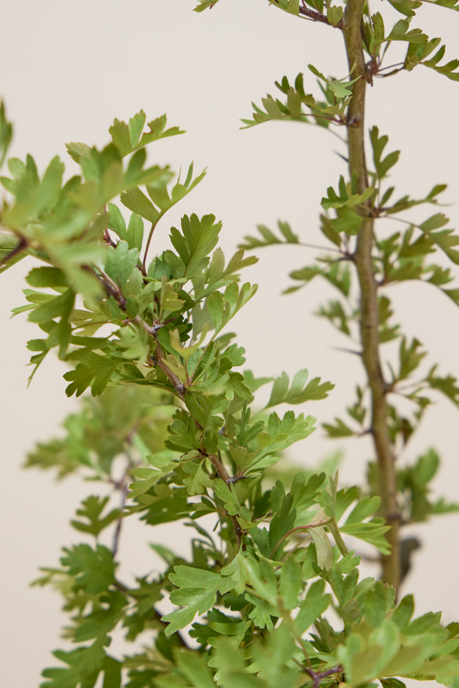 Eingriffeliger-Weißdorn-ALG INZ