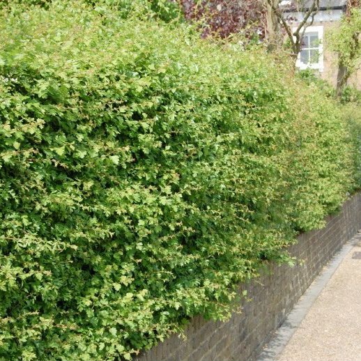 Eingriffeliger Weißdorn