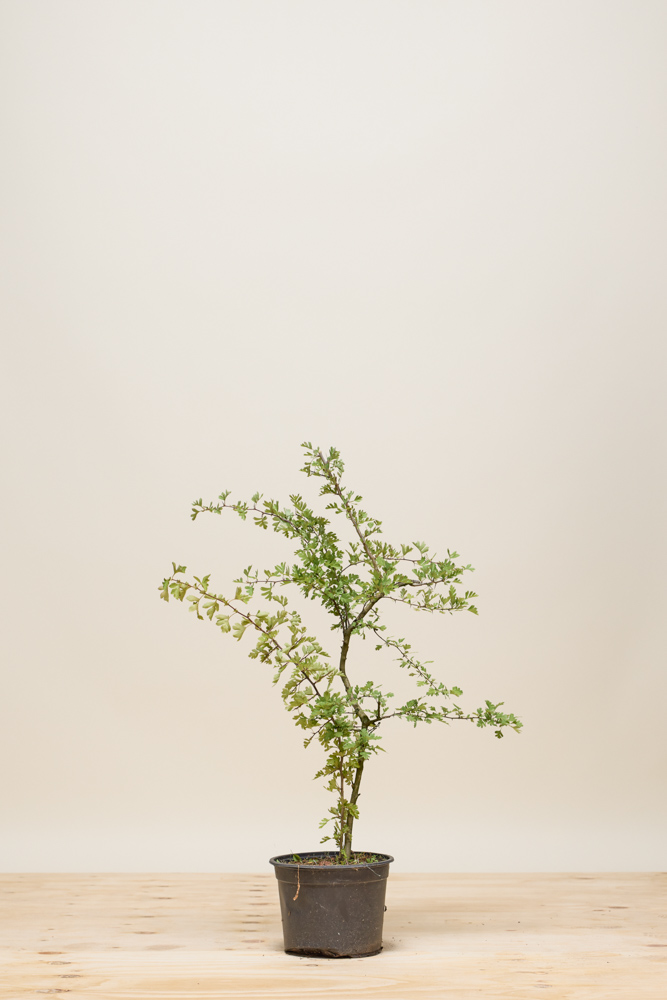 Eingriffeliger Weißdorn Topf 60-80 cm Topf