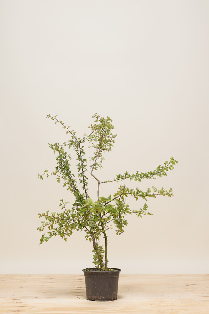 Eingriffeliger Weißdorn Topf 80-100 cm Topf