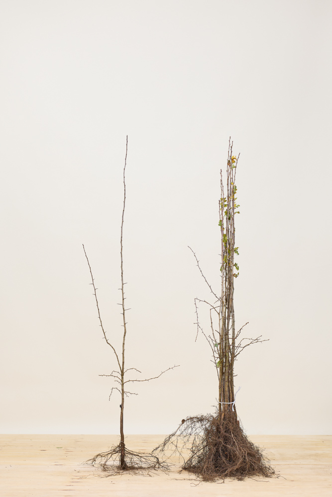 Eingriffeliger Weißdorn Wurzelware 100-125 cm Wurzelware