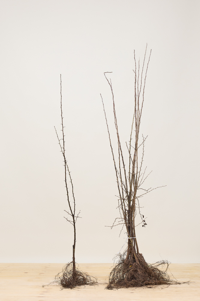 Eingriffeliger Weißdorn Wurzelware 125-150 cm Wurzelware