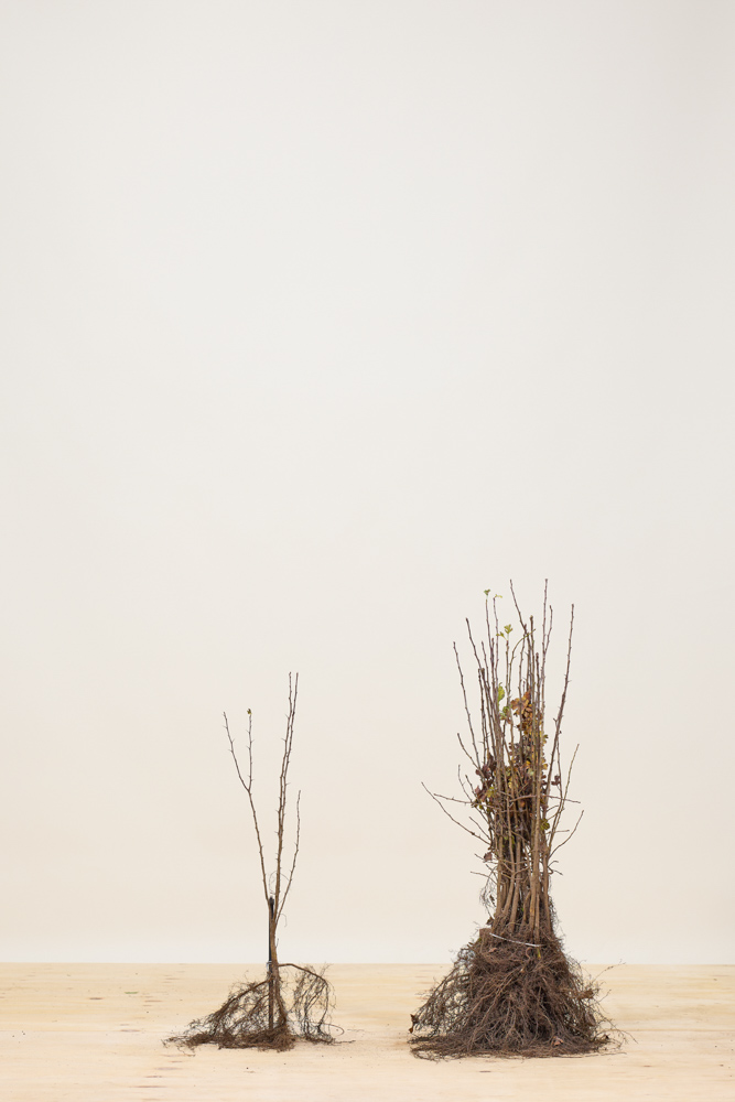 Eingriffeliger Weißdorn Wurzelware 40-60 cm Wurzelware