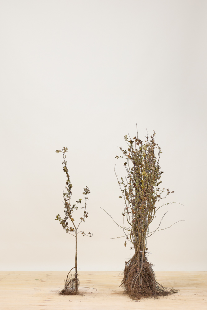 Eingriffeliger Weißdorn Wurzelware 60-80 cm Wurzelware