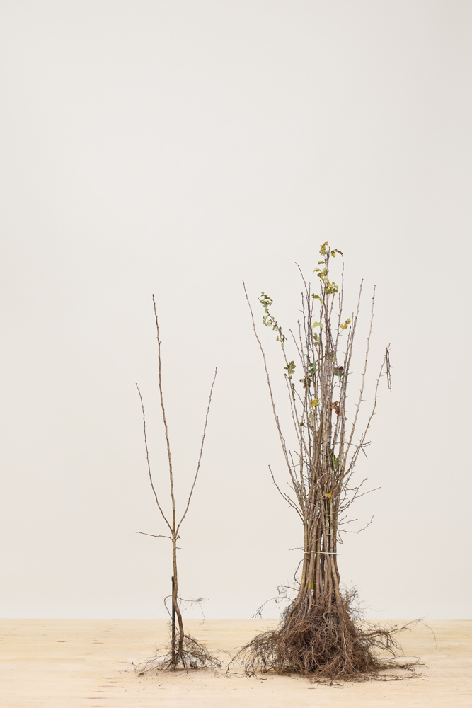 Eingriffeliger Weißdorn Wurzelware 80-100 cm Wurzelware