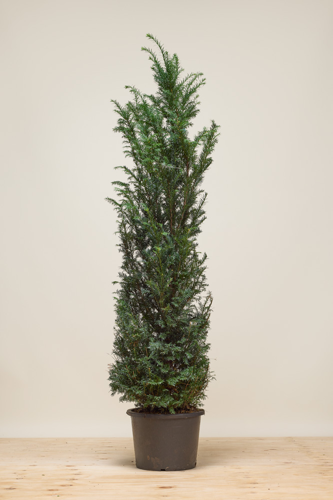 Taxus baccata kaufen: Europische Eibe direkt aus der Grtnerei