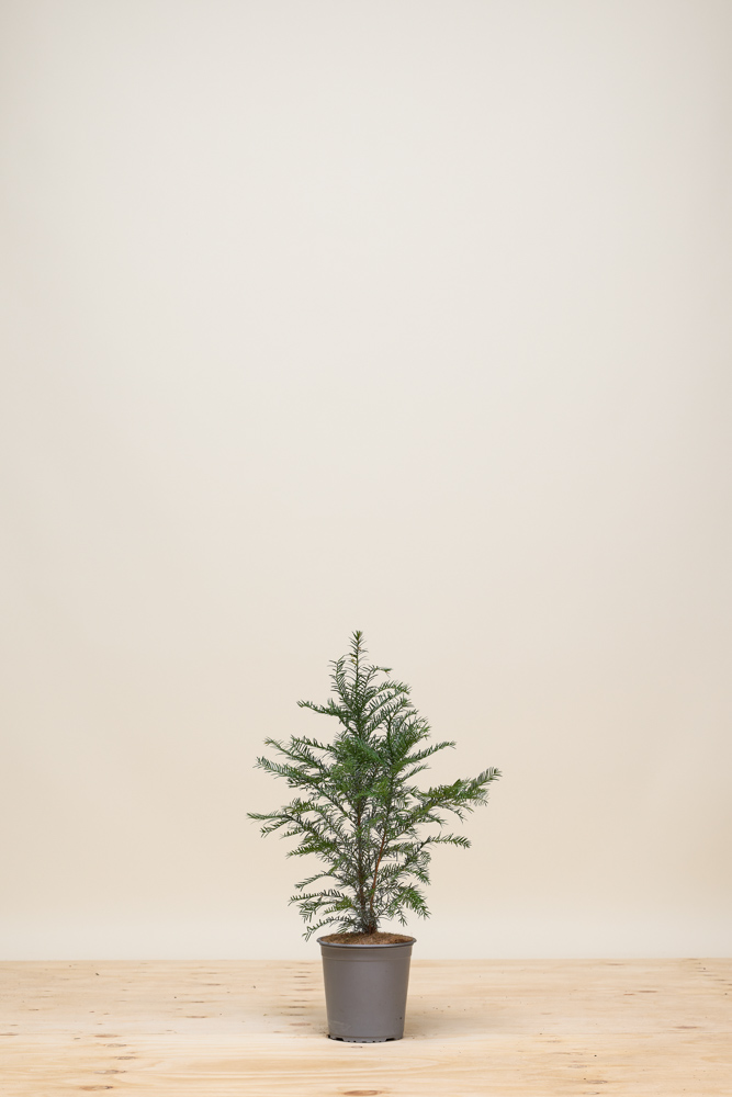 Europische Eibe Topf 30-40 cm - Hedgy Heckenpflanzen