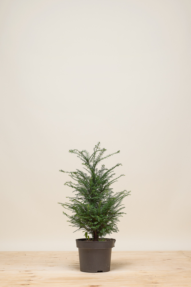 Europische Eibe Topf 60-80 cm - Hedgy Heckenpflanzen