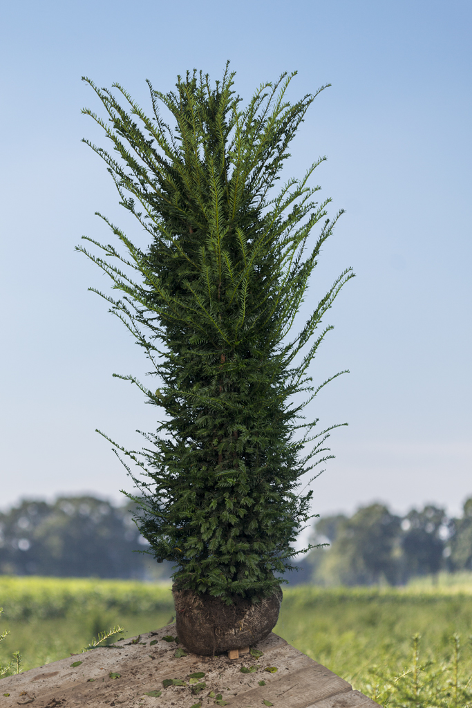 Europische Eibe Wurzelballen 200-225 cm - Hedgy Heckenpflanzen