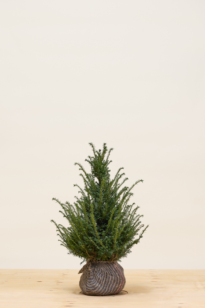 Europische Eibe Wurzelballen 60-80 cm - Hedgy Heckenpflanzen