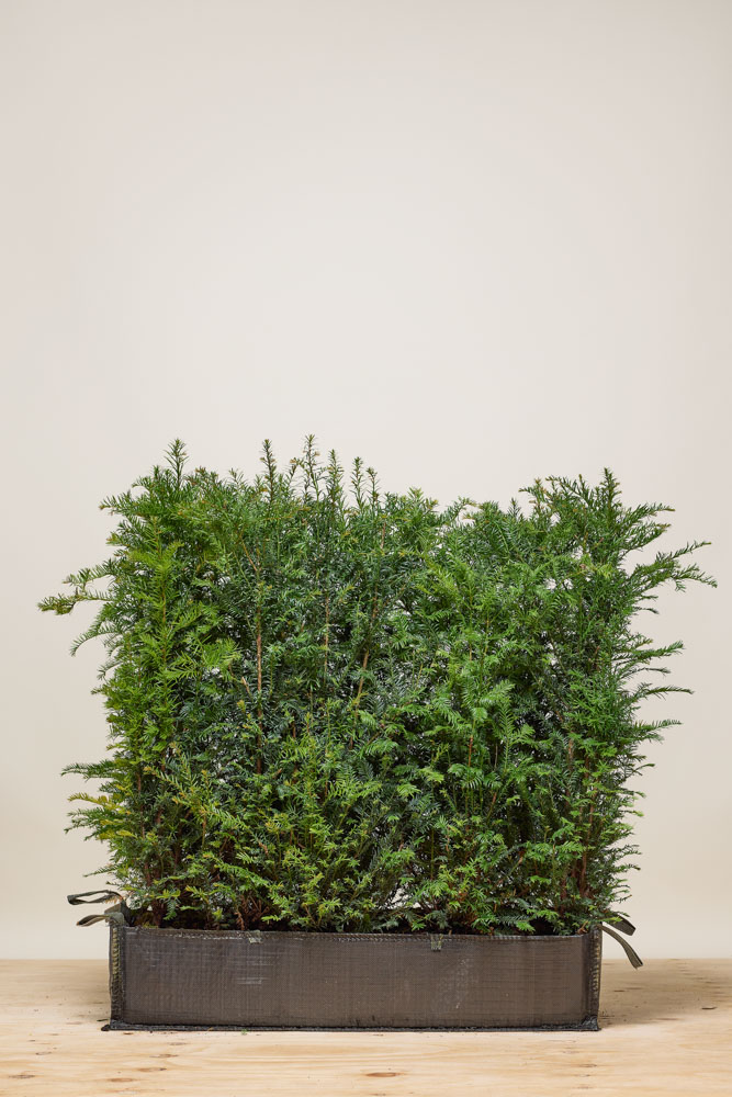 Efeu Fertighecke 200 cm - Hedgy Heckenpflanzen