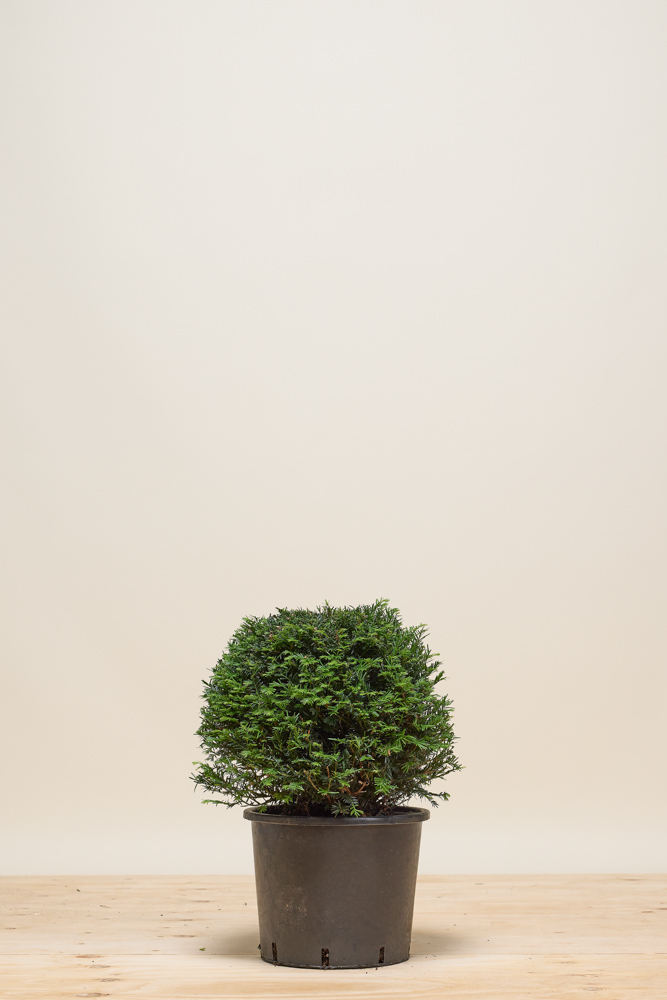 Europäische Eibe Kugel 40 cm Topf