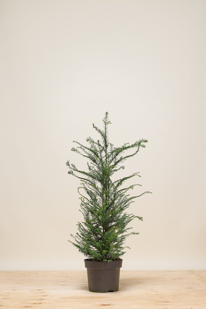 Europäische Eibe Topf 80-100 cm Topf